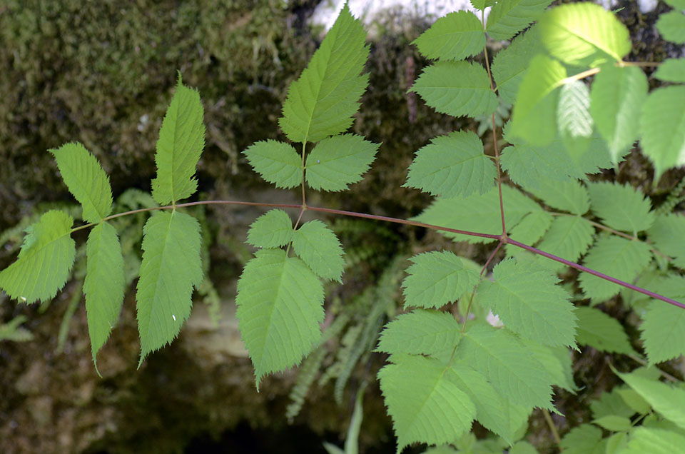 Aruncus dioicus / Barba di capra